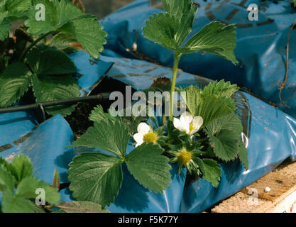 Nahaufnahme von Erdbeeren in der Blume in einer Tasche wachsen Stockfoto