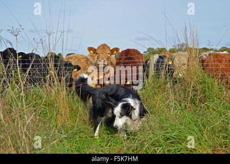 Border-Collie vor Zaun mit Vieh hinter Großbritannien Stockfoto