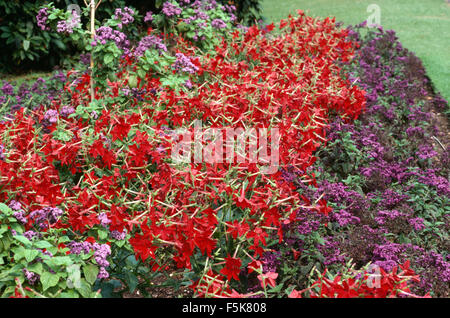 Roten Nicotiana und lila Heliotrop in einer bunten Sommer-Grenze Stockfoto