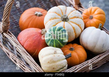 Cucurbita Maxima. Korb mit sortierten Zucchini und Kürbisse. Stockfoto