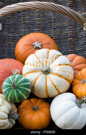 Cucurbita Maxima. Korb mit sortierten Zucchini und Kürbisse. Stockfoto