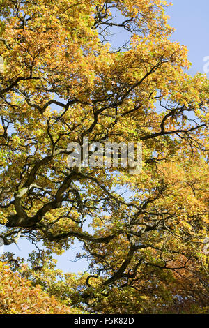 Quercus Robur. Eiche Baum im Herbst. Stockfoto
