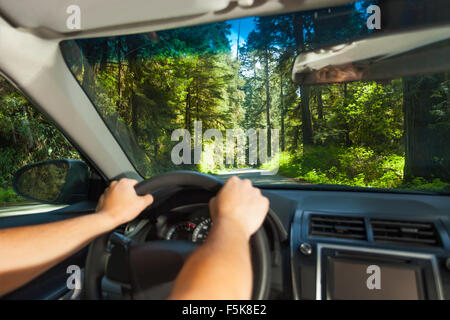 Hände in Redwood Mann im Auto zu fahren Stockfoto