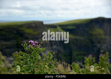 Lila Mehl über die Klippen von Moher Stockfoto