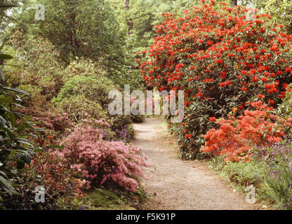 Orange Rhododendren und Rosa Azaleen beiderseits des Weges im großen Garten im Frühjahr Stockfoto