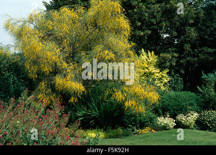 Gelbe Mimose Baum im Sommer Grenze im großen Bauerngarten Stockfoto