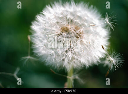 Nahaufnahme einer Löwenzahn Uhr Stockfoto