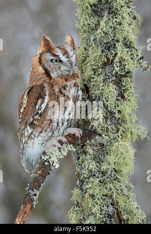 Eastern Screech Owl, rote Phase (Megascops asio) auf Flechten sitzen abgedeckten Zweig, Nordamerika Stockfoto