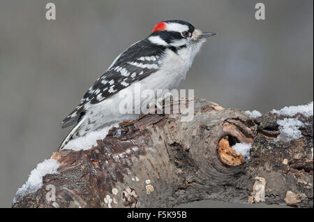 Downy Woodpecker (Dryobates pubescens) auf toten Ast, E USA Stockfoto