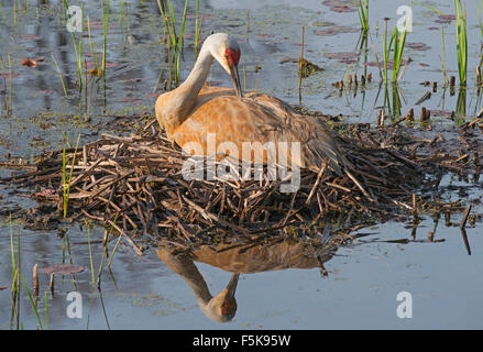 Sandhill Crane Grus canadensis auf Nest, Federn, Frühling, Ost-USA, von Skip Moody/Dembinsky Photo Assoc Stockfoto