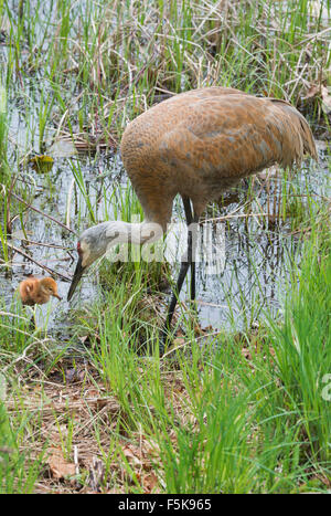 Sandhill Crane Grus canadensis mit ihrem Küken, auf Nahrungssuche, Frühling, Ost-USA, von Skip Moody/Dembinsky Photo Assoc Stockfoto