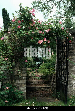 Rosa Kletterrosen am Eisernen Tor über Steinstufen in einen ummauerten Garten Stockfoto