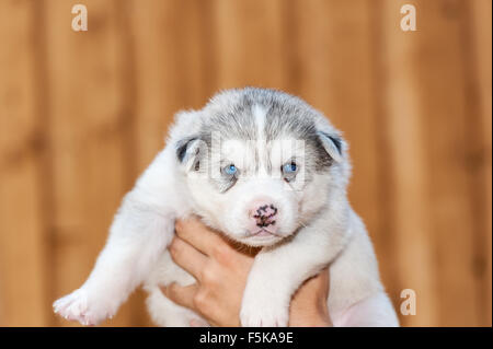 Neugeborenen Siberian Husky Welpen mit blauen Augen von einer Hand gehalten Stockfoto