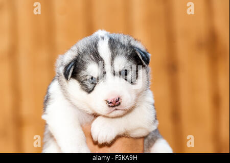 Neugeborenen Siberian Husky Welpen mit blauen Augen von einer Hand gehalten Stockfoto