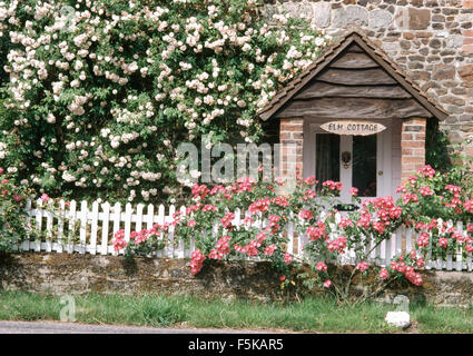 Amerikanische Säulenrose am Lattenzaun vor Hütte mit einem blassen Rosa Klettern an den Wänden rose Stockfoto