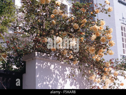 Nahaufnahme der Creme Beranken Rosen auf ein traditionelles Haus Stockfoto