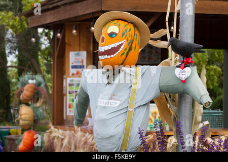 Ein Kürbis Vogelscheuche für Halloween geleitet. Stockfoto