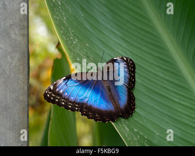 Brillant Farben. Butterfly Blue Morpho, Morpho Peleides. Stockfoto