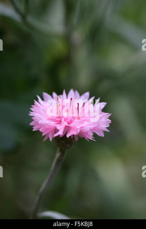 Rosa Centaurea Cyanus oder auch bekannt als Kornblume Stockfoto