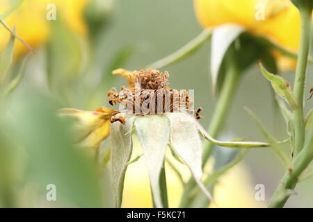 Nahaufnahme einer Rose getrockneten Staubfäden Stockfoto