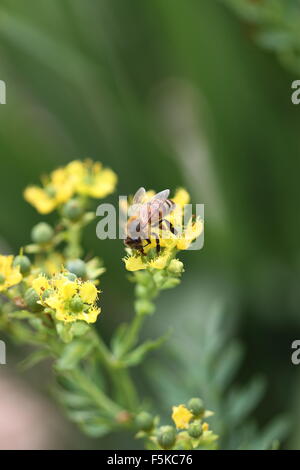 Nahaufnahme einer Biene auf Ruta Graveolens Blumen oder auch bekannt als Rue, gemeinsame Rue oder Kraut-de-Grâce Stockfoto