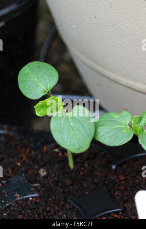 Okra-Sämlinge wachsen in einem Anzuchtkasten Stockfoto