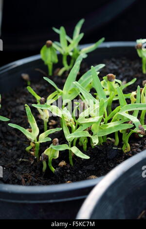 Ipomoea Aquatica oder Kangkong Sämlinge in einem Topf Stockfoto