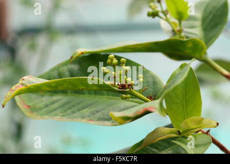 Obst-Knospen der Syzygium Samarangense oder Wachs Jambu genannt Stockfoto