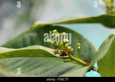 Obst-Knospen der Syzygium Samarangense oder Wachs Jambu genannt Stockfoto