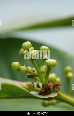 Obst-Knospen der Syzygium Samarangense oder Wachs Jambu genannt Stockfoto