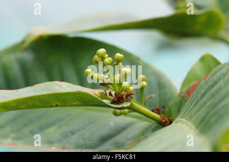 Obst-Knospen der Syzygium Samarangense oder Wachs Jambu genannt Stockfoto