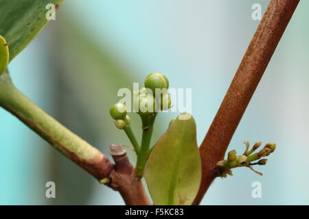 Obst-Knospen der Syzygium Samarangense oder Wachs Jambu genannt Stockfoto