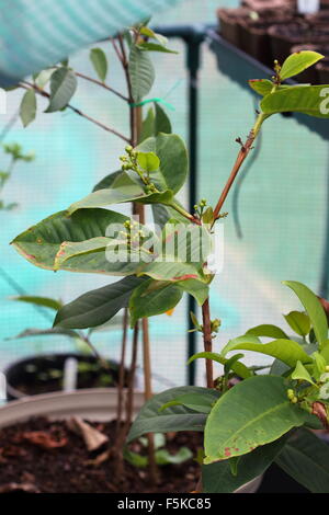 Wachsende Syzygium Samarangense oder bekannt als Wachs Jambu in einem Topf Stockfoto