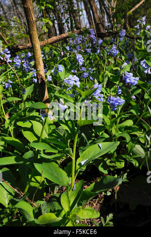 Virginia Bluebells in Indiana Park. (Mertensia Virginica) Stockfoto