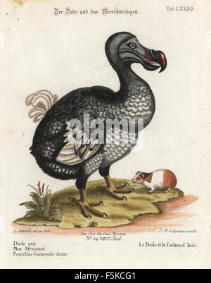 Dodo, Raphus Cucullatus, ausgestorben, und Meerschweinchen, Cavia Porcellus. Handkoloriert Kupferstich von Johann Sebastian Leitner nach einer Illustration von George Edwards in Johann Michael Seligmanns Sammlung von verschiedenen ausländischen und seltene Vögel, Jan Sepp, Amsterdam, 1772. Stockfoto