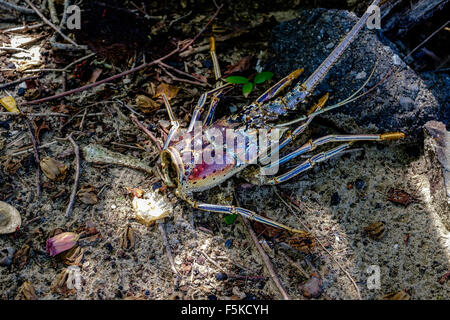 Der Kopf des einen karibischen Langusten, gefunden am Strand von St. Croix, Amerikanische Jungferninseln. Stockfoto