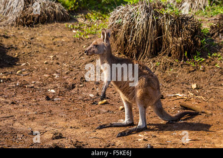 Australian Kangaroo Murramarang National Park Stockfoto