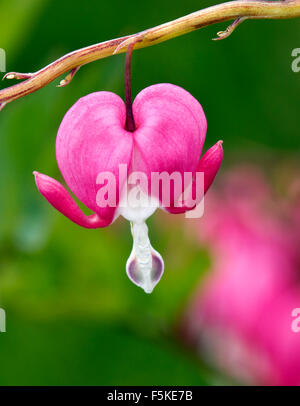 Eine der schönsten Pflanzen, die ich gesehen habe. Dieses bekannt als das blutende Herz Blume blüht nicht für lange. Stockfoto