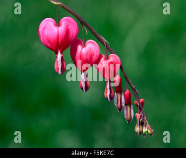 Eine der schönsten Pflanzen, die ich gesehen habe. Dieses bekannt als das blutende Herz Blume blüht nicht für lange. Stockfoto