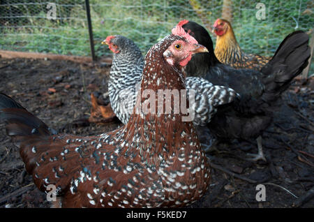 Bio-eierlegende Hühner Stockfoto