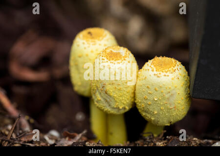 Gelbe Garten Pilze, Leucocoprinus Bimbaumii wachsen in feuchten Planer Boden in einem Garten Stockfoto