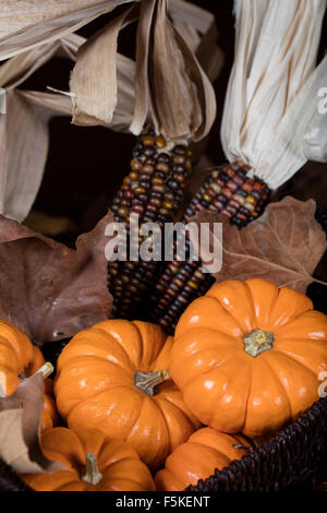 Orange Kürbisse, kleine Kürbisse und Mais auf einem Tisch als Thanksgiving Dekoration Stockfoto