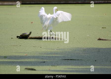 Silberreiher, die Landung auf einem Baumstamm in den Teich, die einer Schildkröte drauf haben Stockfoto