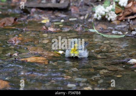 Nördliche Parula Baden im Central park Stockfoto