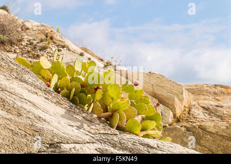 Stachelige Birne, Optunia, indische Feigen mit einigen roten süßen Früchten aufgewachsen zwischen den Felsen Stockfoto