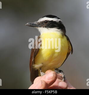 South American große Kiskadee (Pitangus Sulphuratus) posiert auf einem Vogel Handler Hand während Vogel Show im Blijdorp Zoo von Rotterdam Stockfoto