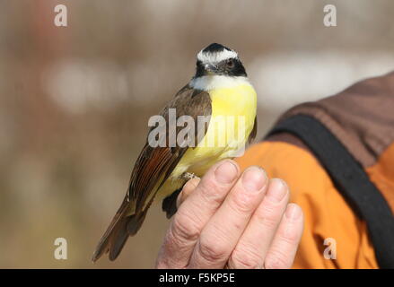 Tierpfleger mit einem Handheld südamerikanischen große-Kiskadee (Pitangus Sulphuratus) während einer Vogel-Show im Blijdorp Zoo von Rotterdam Stockfoto