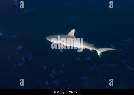 Graue Riff-Hai (Charcarhinus Amplyrynchos) Indischer Ozean, Malediven Stockfoto