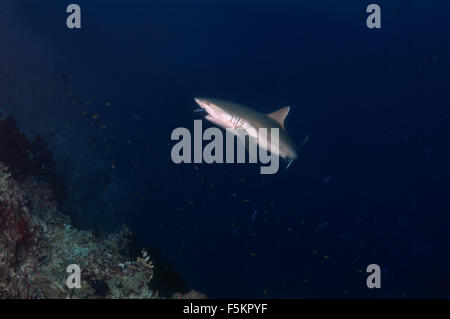 Graue Riffhaie (Charcarhinus Amplyrynchos) auf eine Reinigungsstation, Indischer Ozean, Malediven Stockfoto