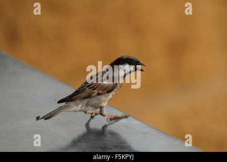 Überhitzung der Sparrow in Indien Stockfoto